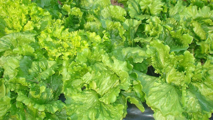 Te de lechuga para bajar de peso Te de lechuga para bajar de peso