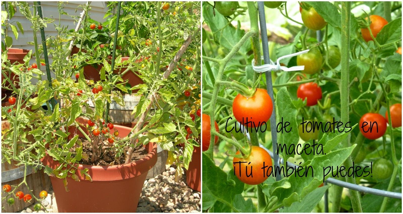 Cómo cultivar unos tomates de escándalo en maceta