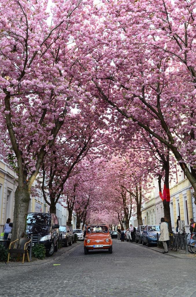 Los 10 árboles más bellos, raros y populares del mundo | Plantas