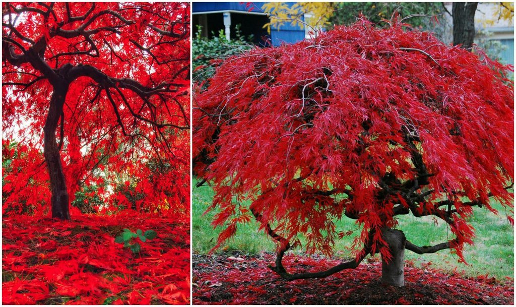 Los 10 árboles más bellos, raros y populares del mundo | Plantas