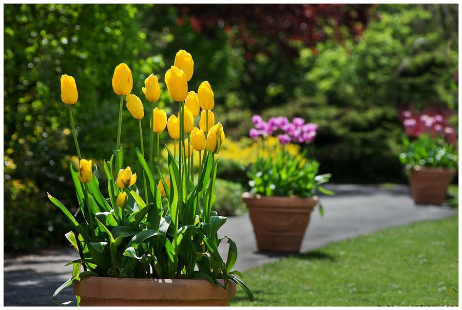 tulipanes en macetas completa) | Plantas