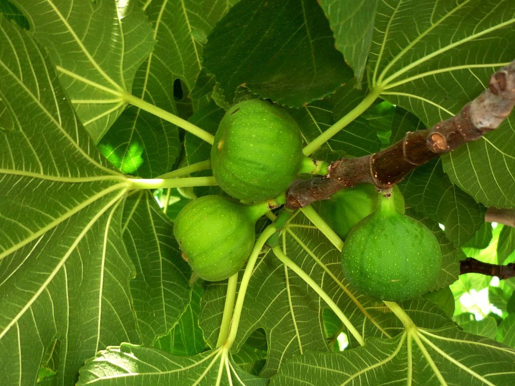 Higuera: cultivo, propiedades y 5 cuidados esenciales