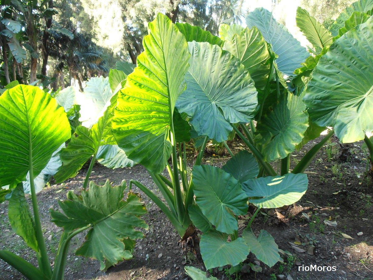 Oreja de elefante: Alocasia macrorrhizos