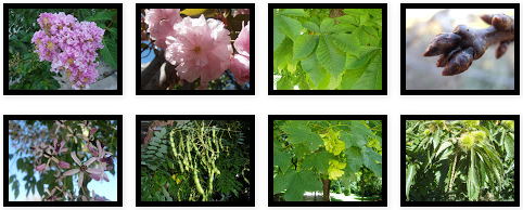 Fotos de árboles de hoja caduca | Plantas