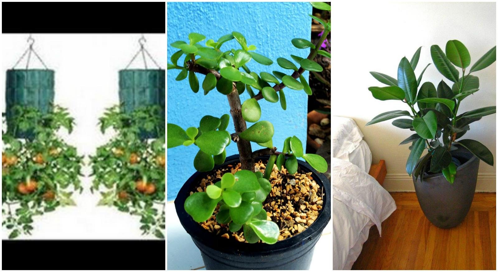 5 plantas de interior que purifican el aire según la Nasa
