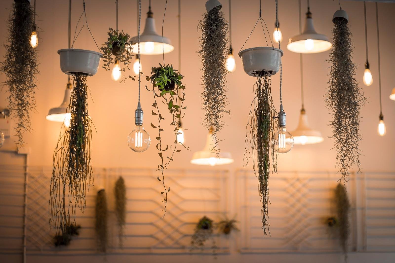 30 ideas para decorar con plantas: guía completa