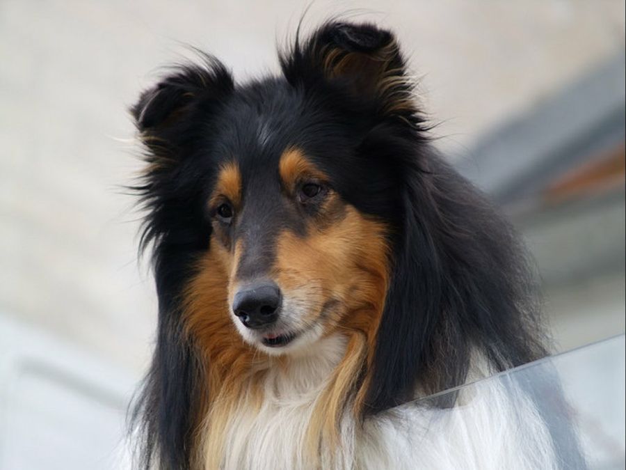 Collie