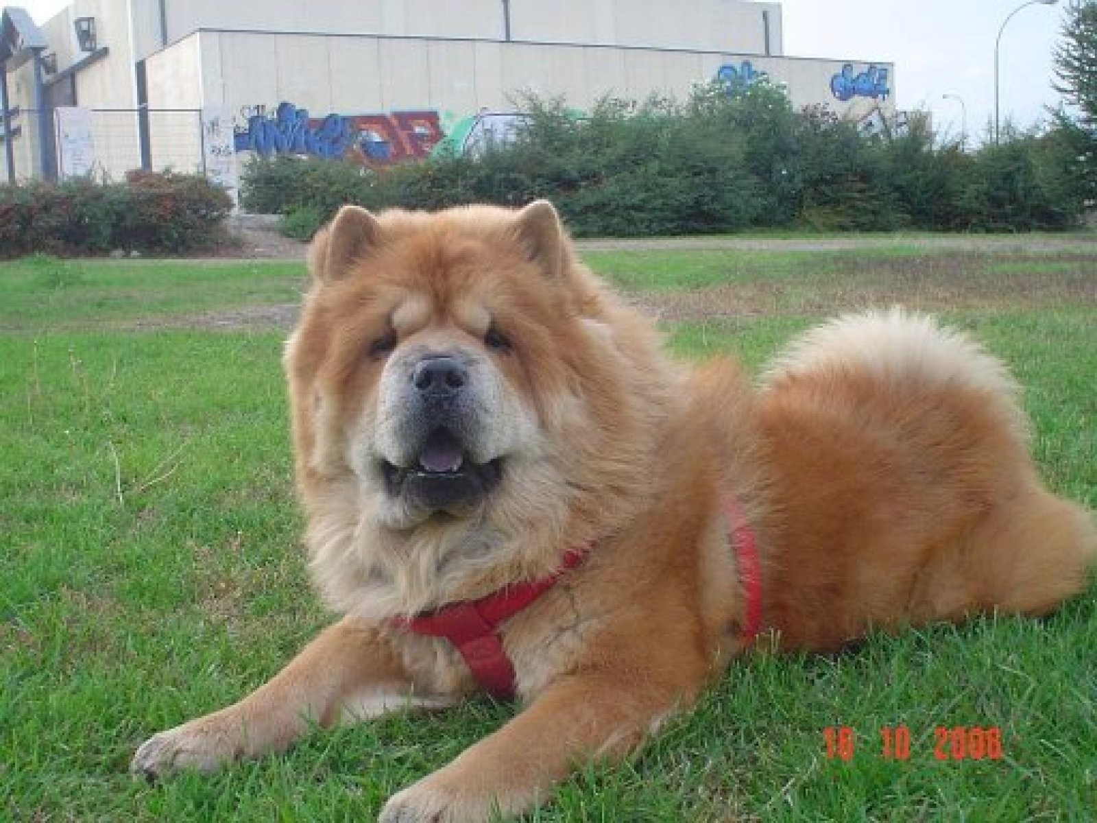 Las razas de perros de China