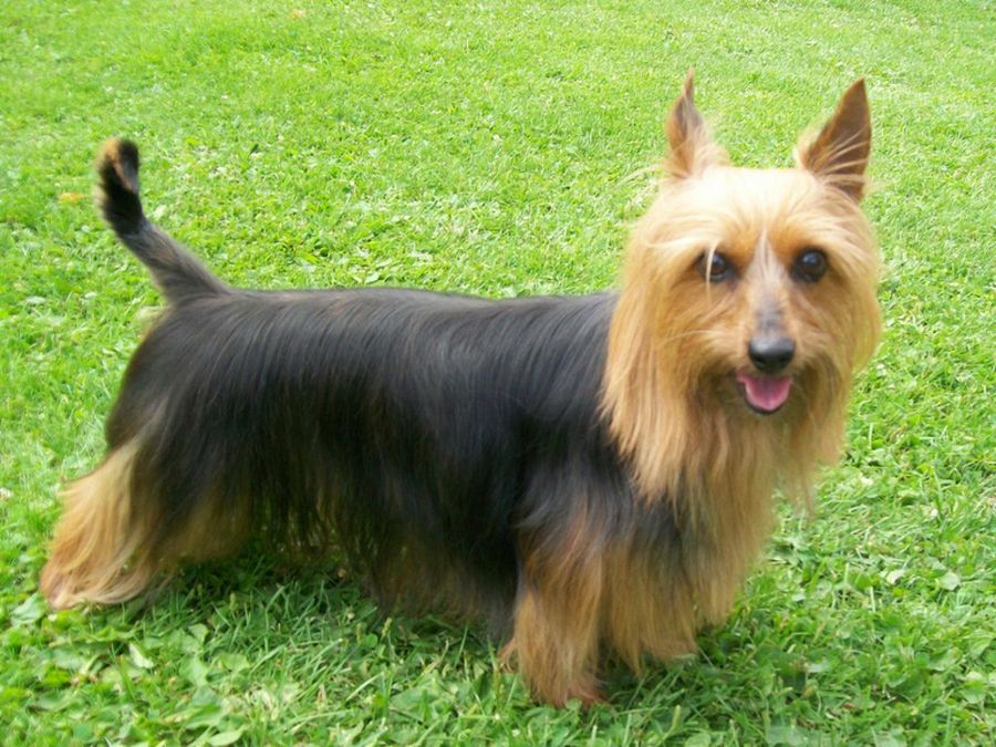 Australian Silky Terrier
