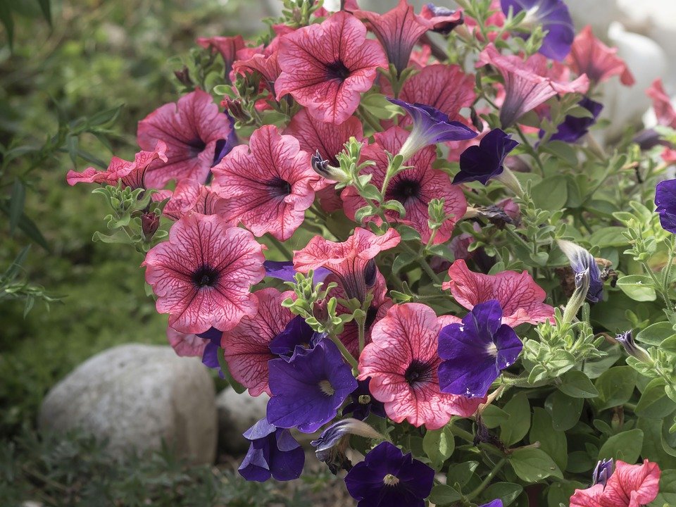 10 plantas colgantes para terraza: guía completa