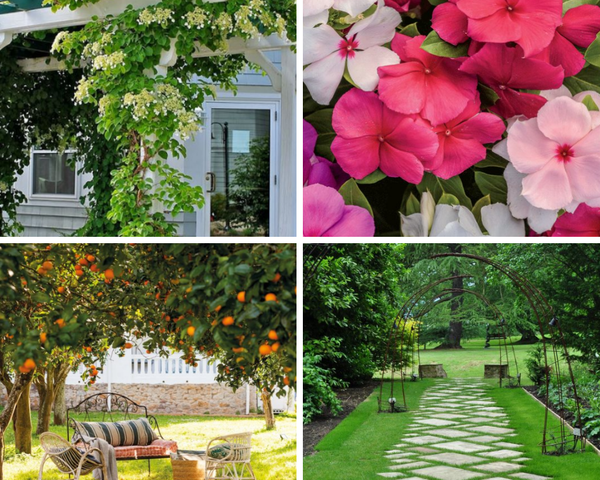 10 plantas ornamentales para tener en casa | Plantas