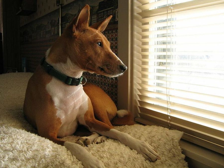 basenji