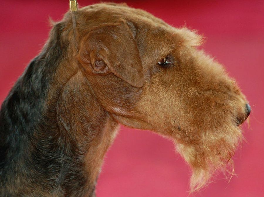 Airedale Terrier