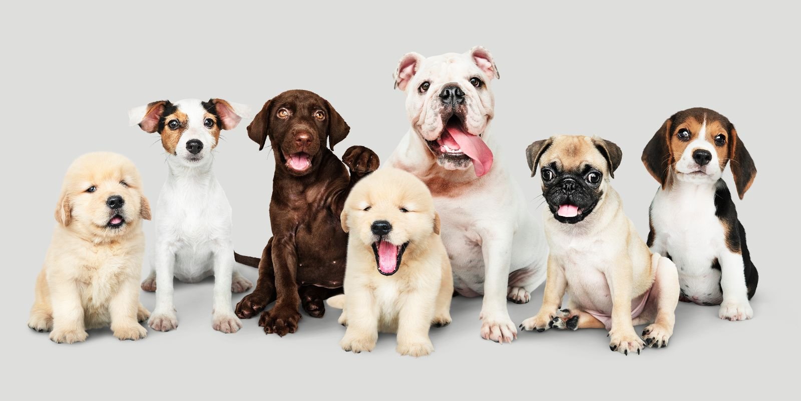 Elimina olores de perros y gatos: 5 soluciones efectivas
