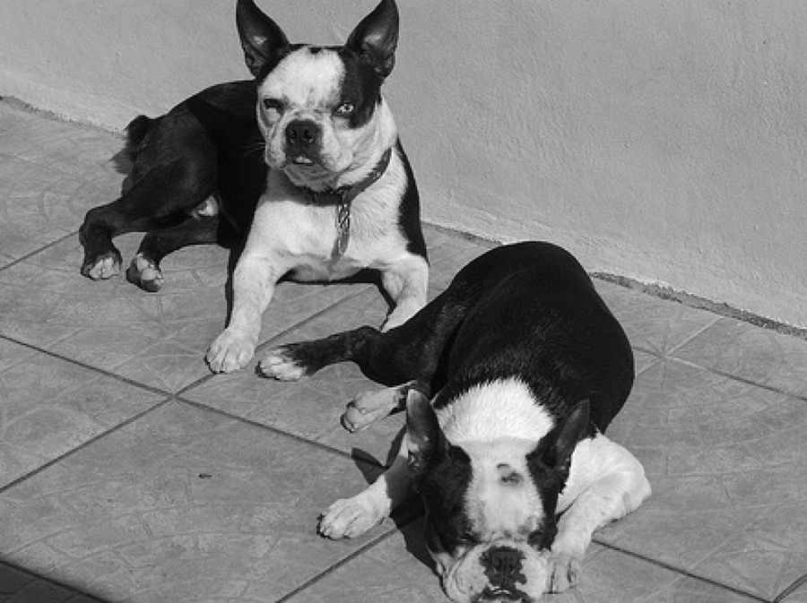 Boston Terrier