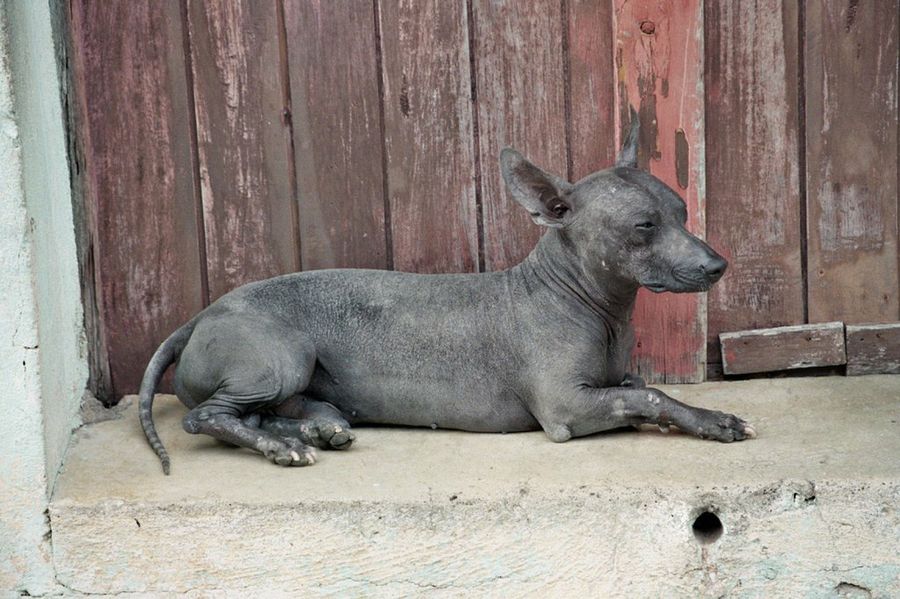 Xoloitzcuintle