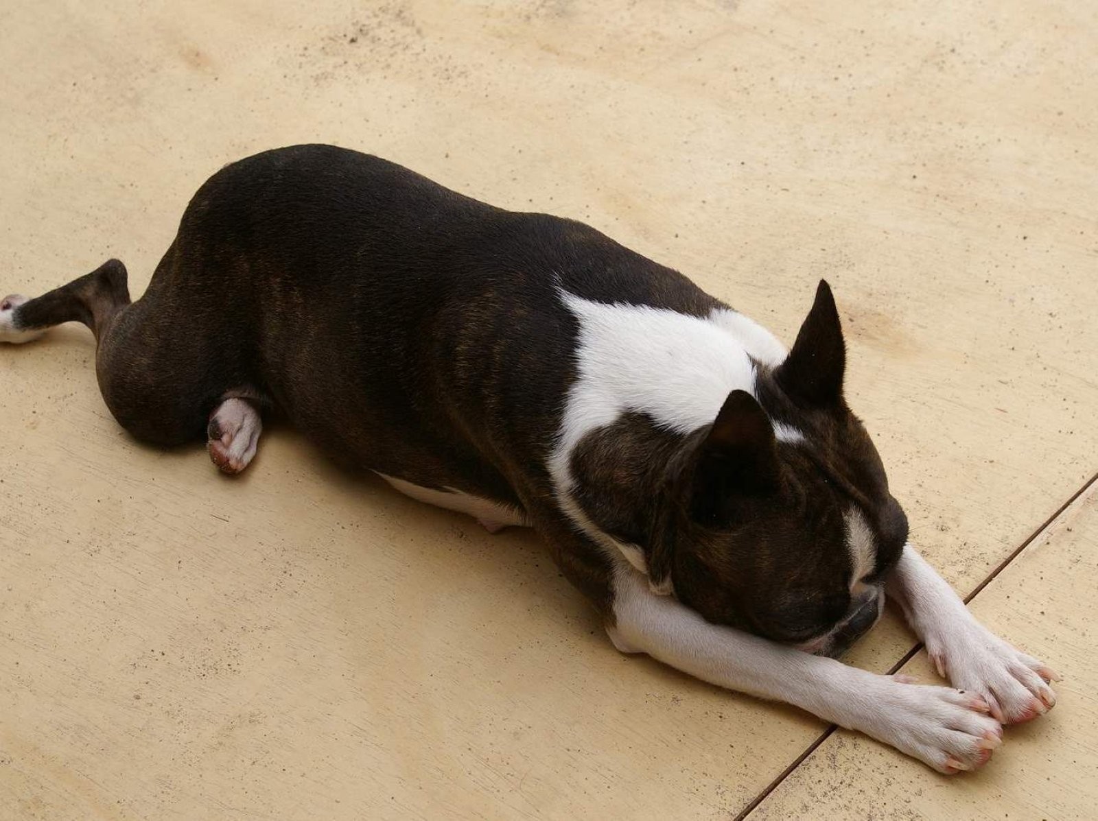 Perro