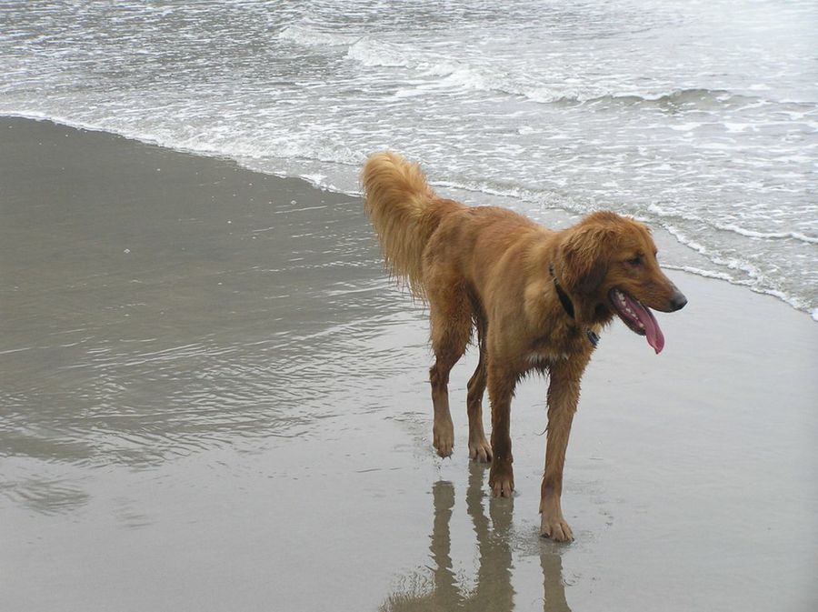 perro en la playa