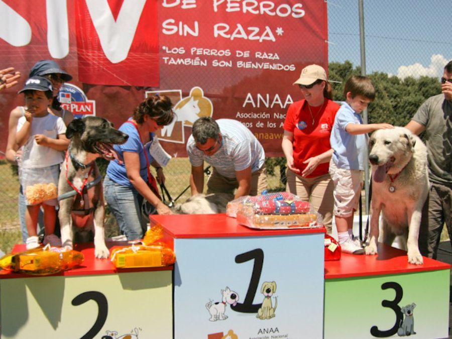 Concurso perros sin raza