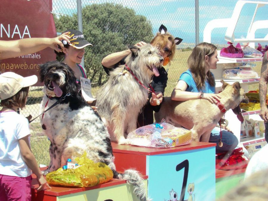 Concurso perros sin raza