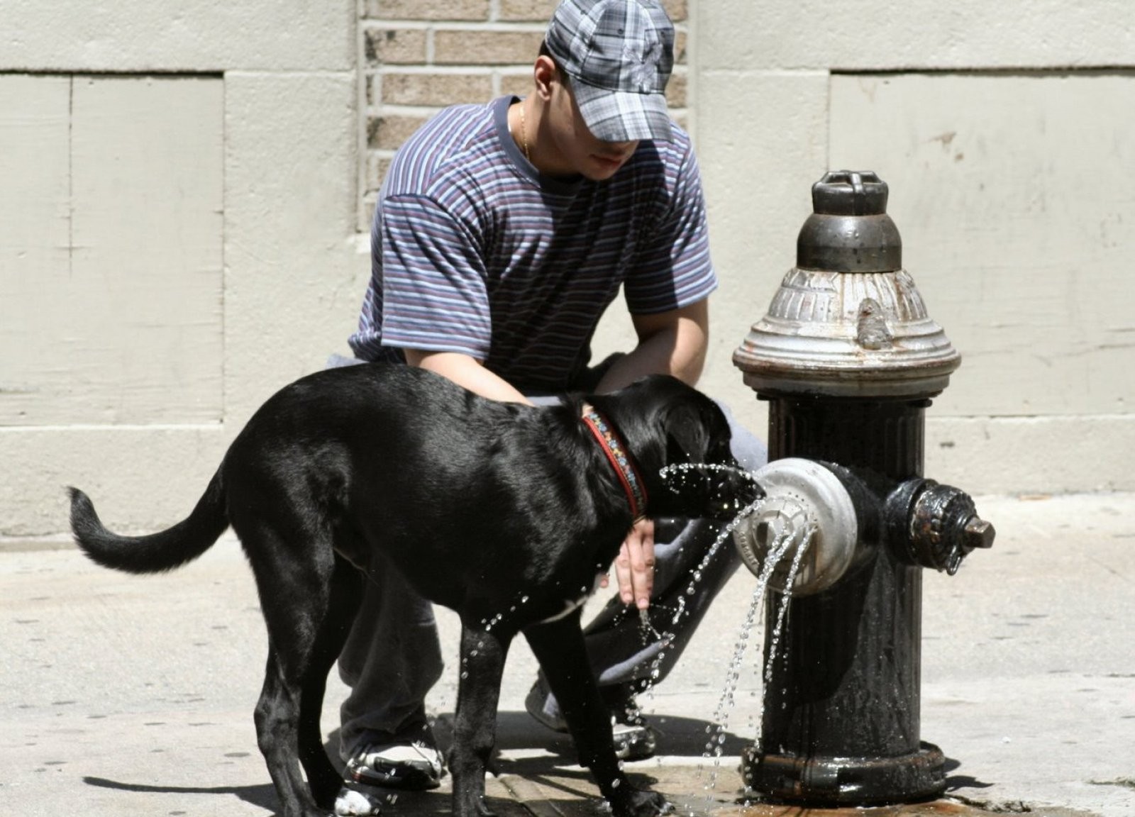 Perro