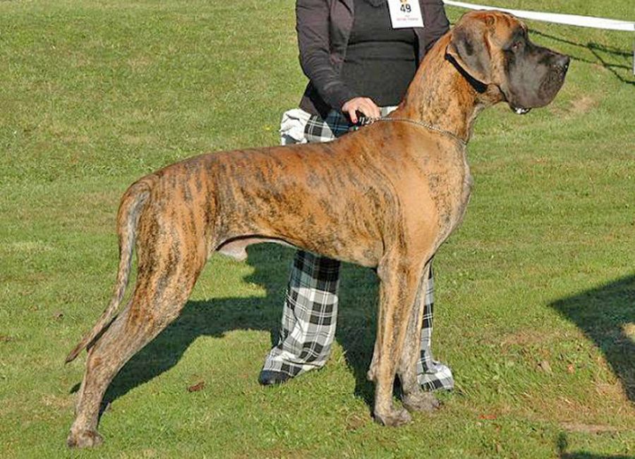 Inmundicia Desafortunadamente Currículum El Dogo Alemán es un perro de familia | Mascotas