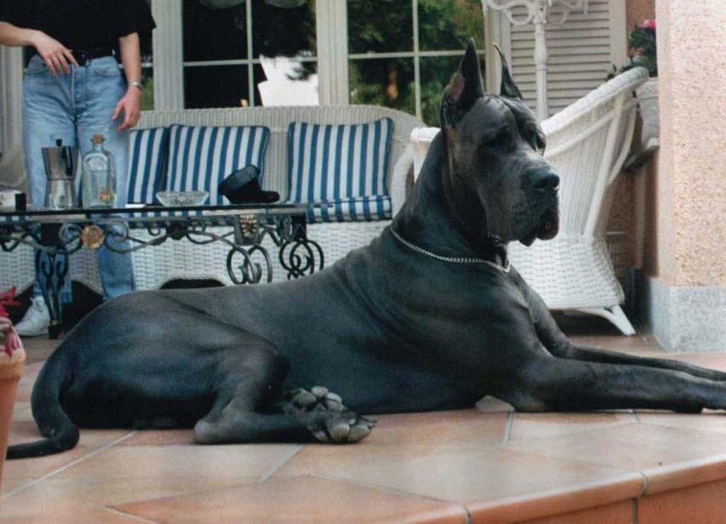 El Dogo Alemán es un perro de familia | Mascotas