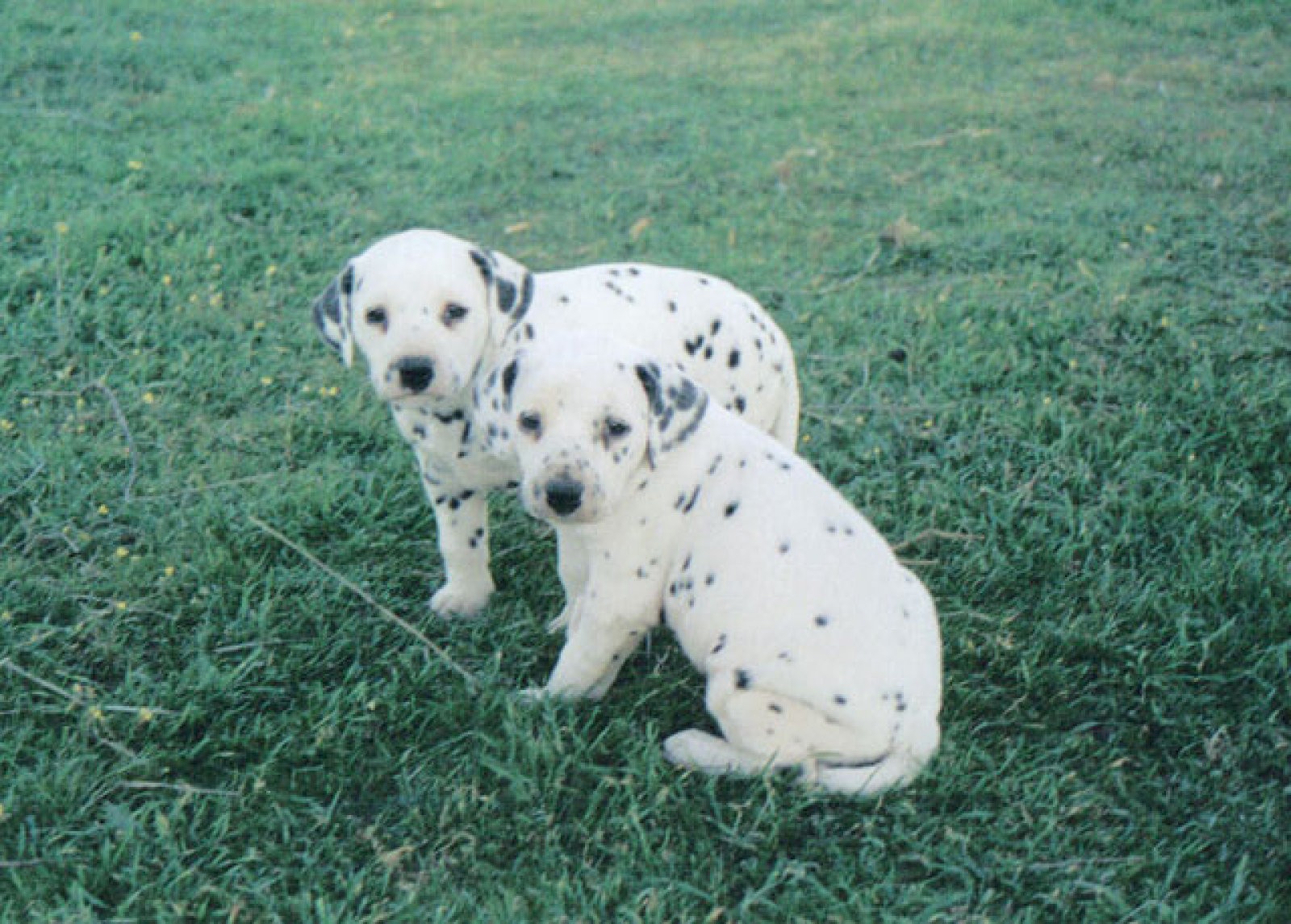 cachorros en el campo