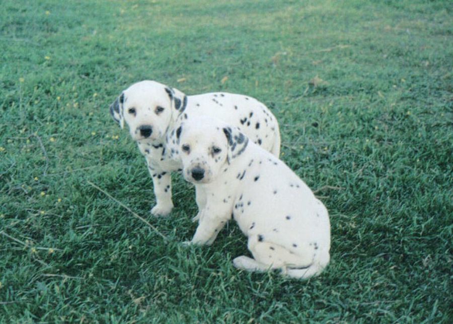 cachorros en el campo