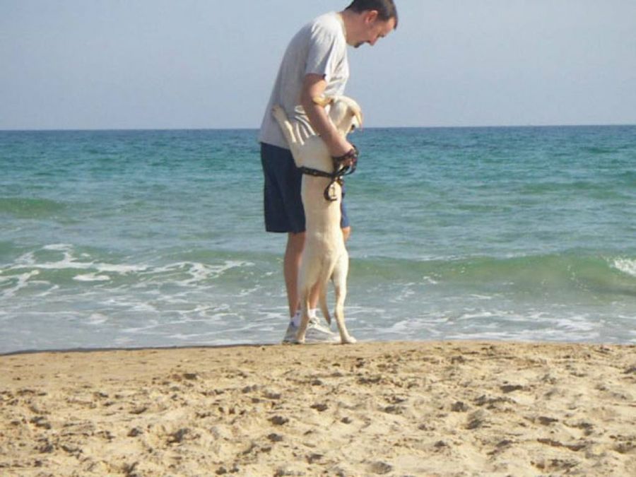labrador en la playa