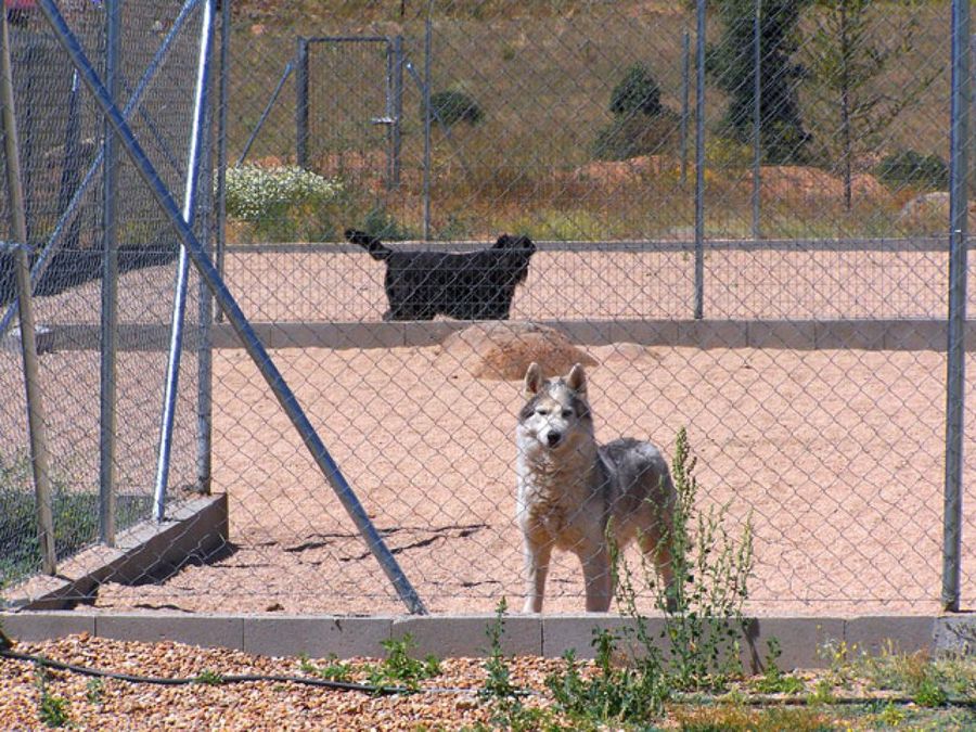 perro en la residencia