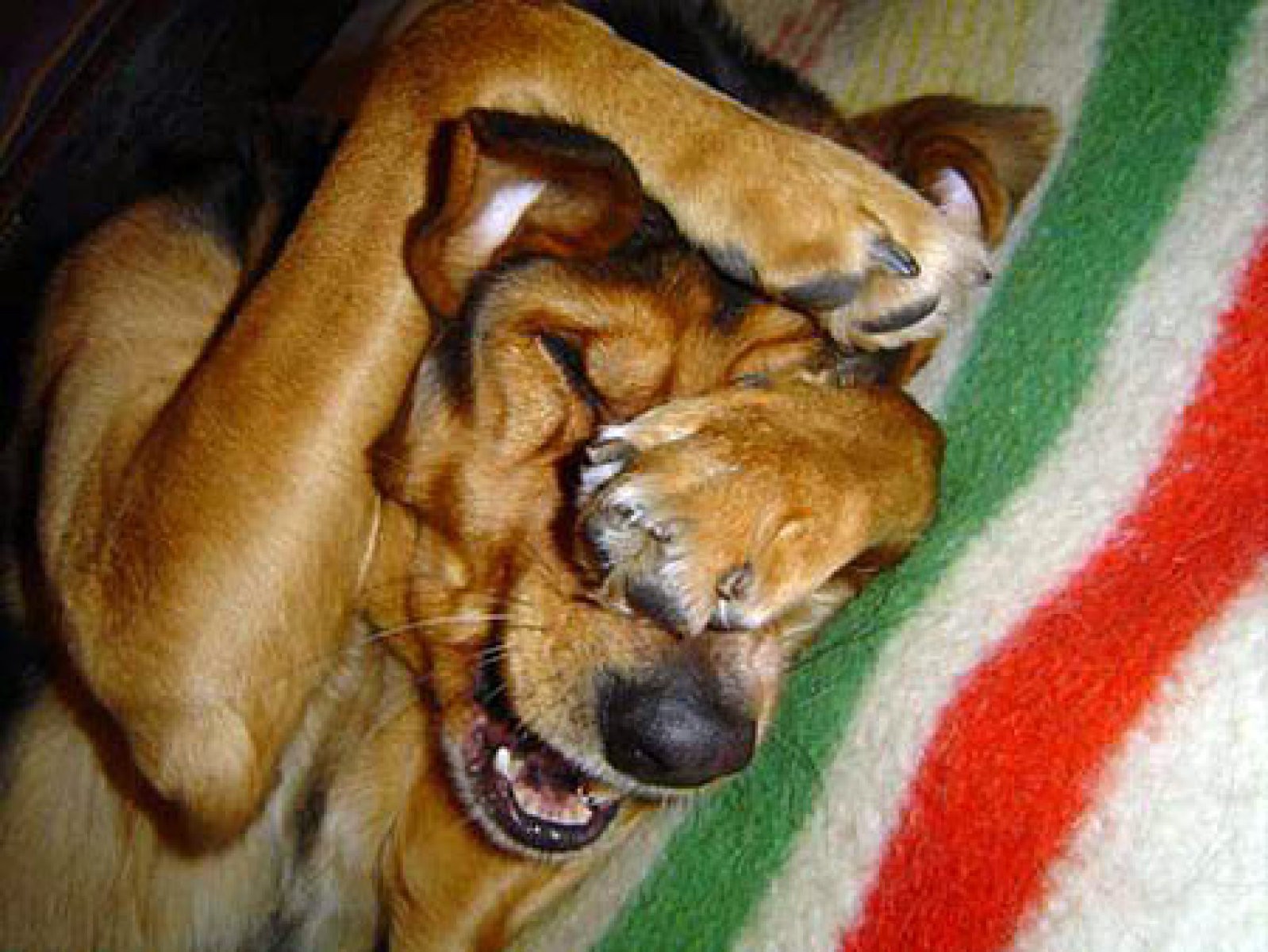 perro escondido