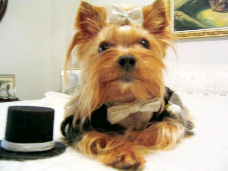 yorkshire disfrazado