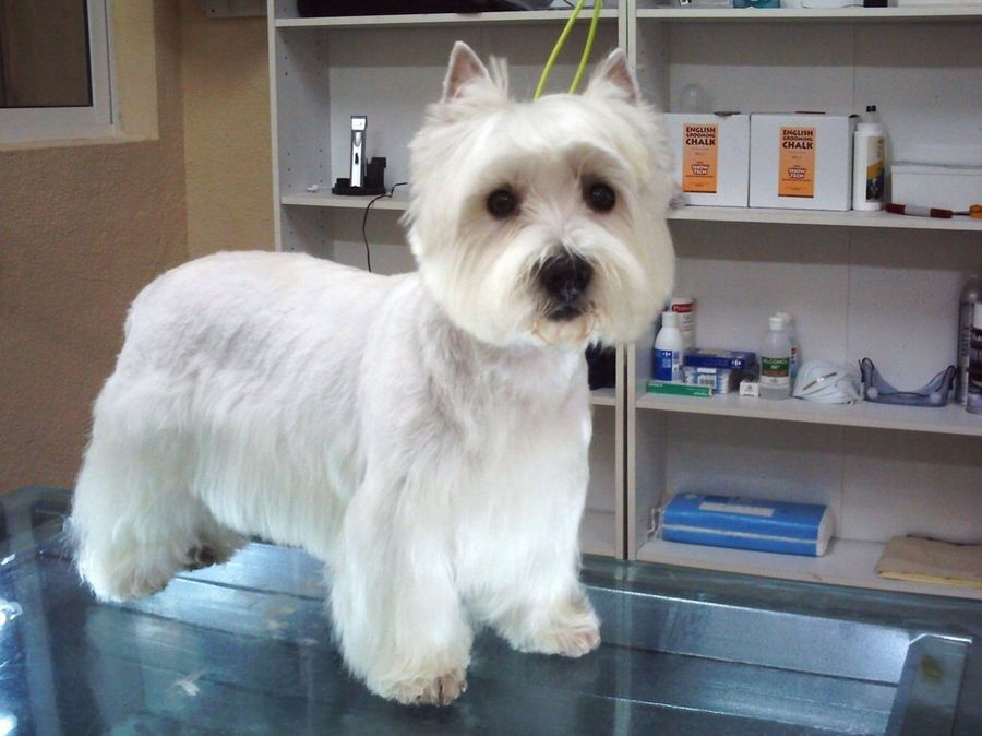 perro en peluquería