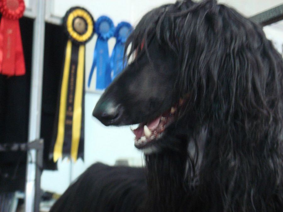 exposiciones caninas