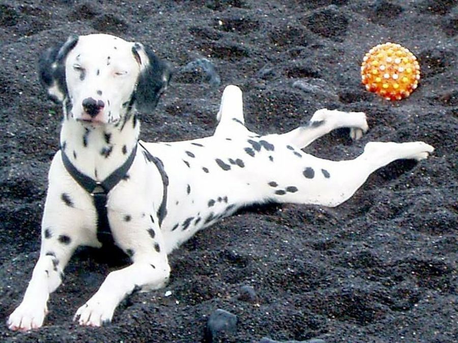 dálmata en playa
