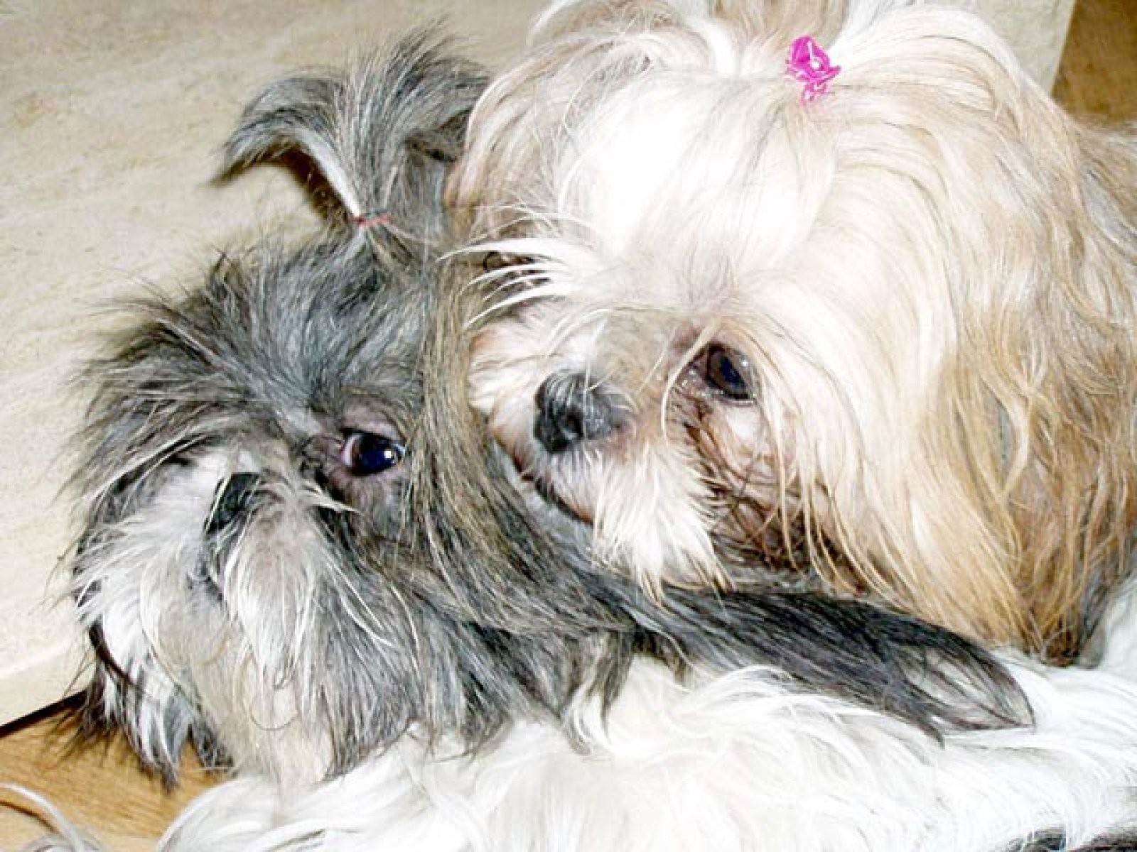 dos perros