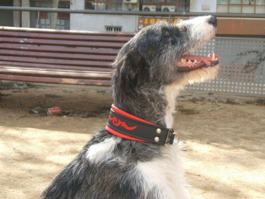 perro con collar