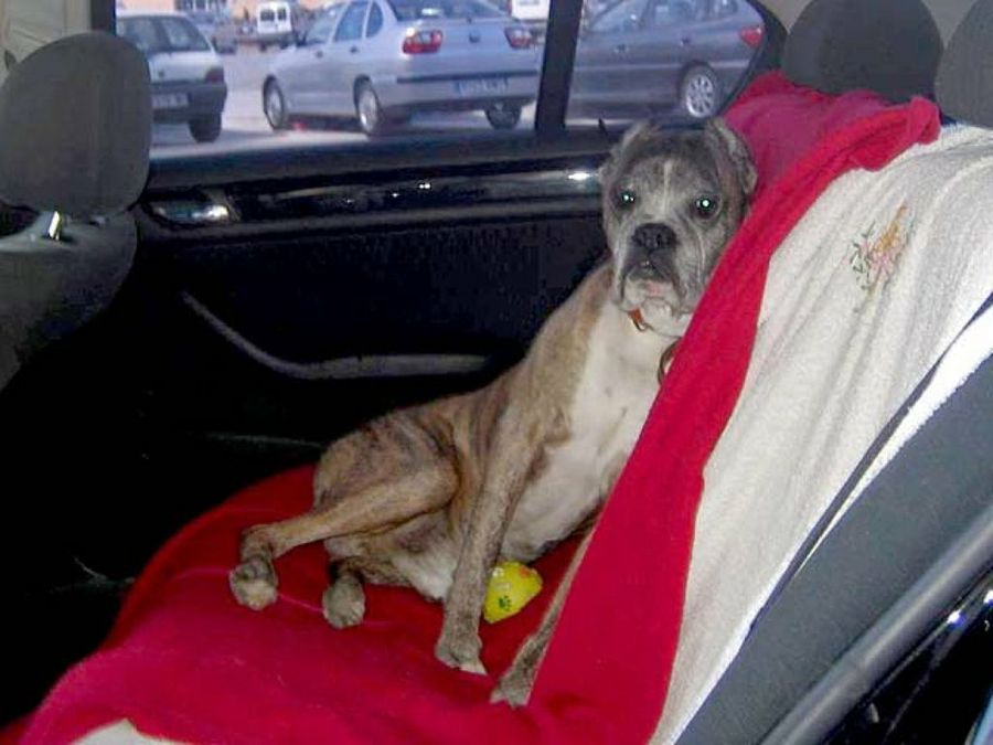 perro tumbado en coche
