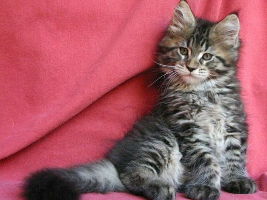 De gatos los secundarios efectos corticoides en