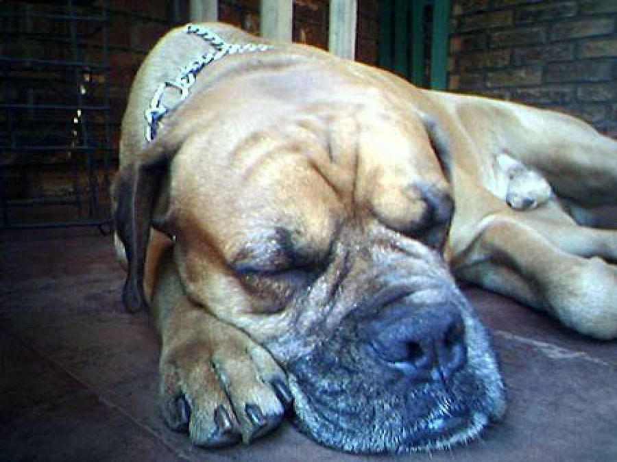 boxer dormido