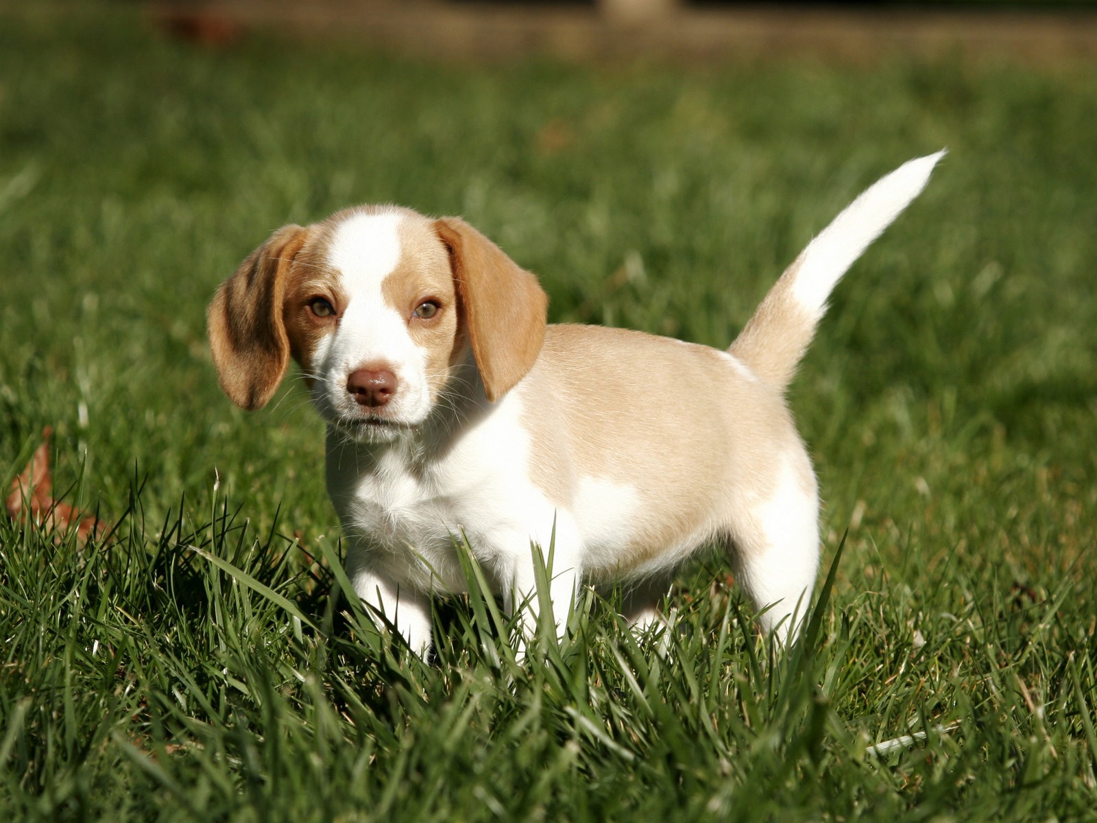 perro