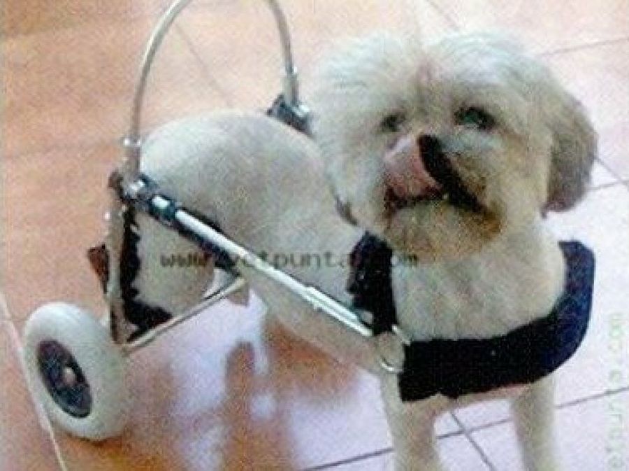 perro con silla de ruedas