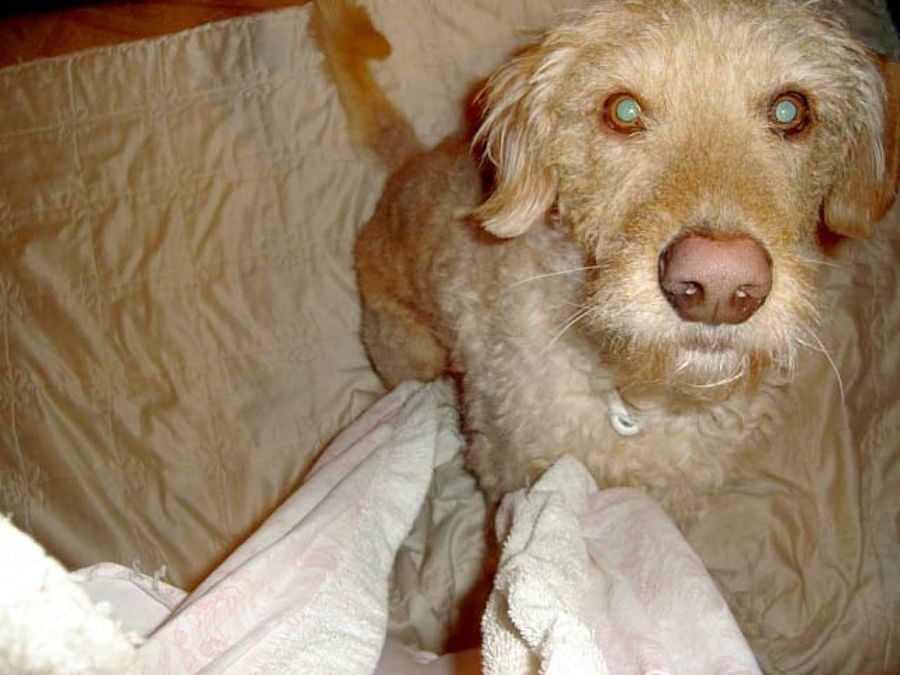 perro adulto marrón