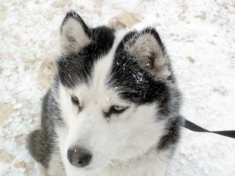 husky