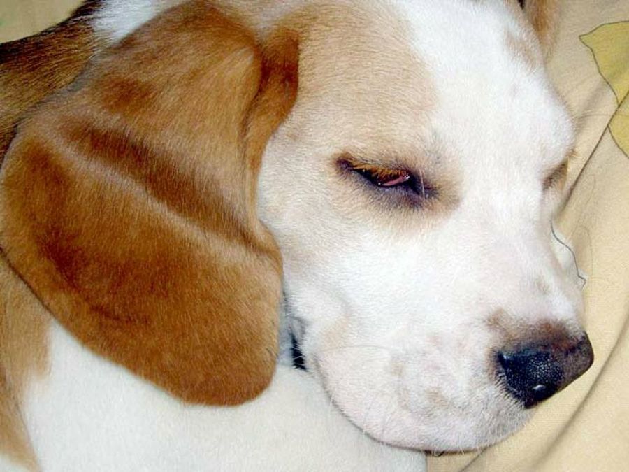 beagle durmiendo