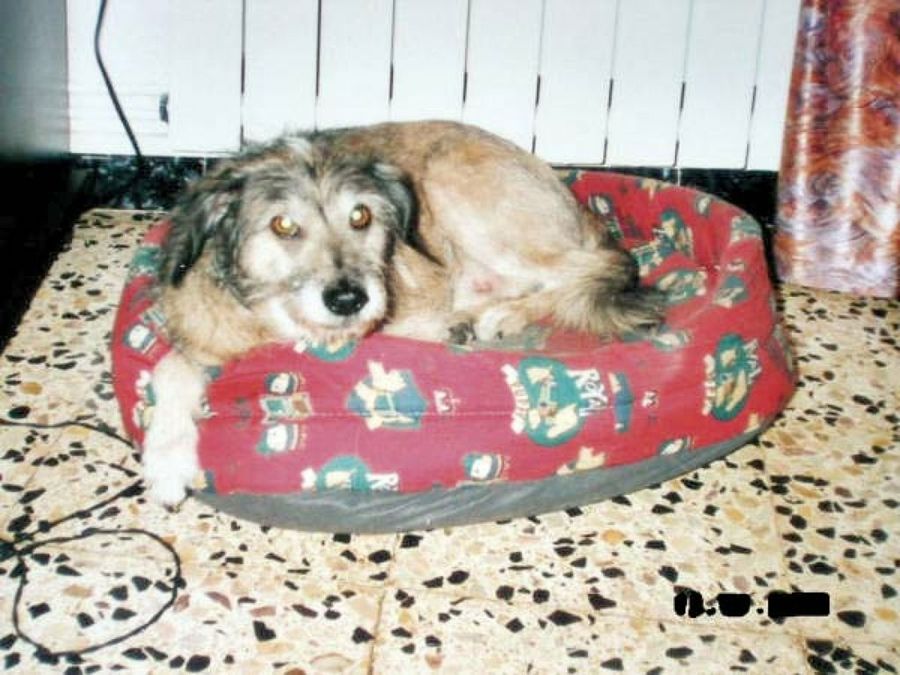 perro tumbado en cesta