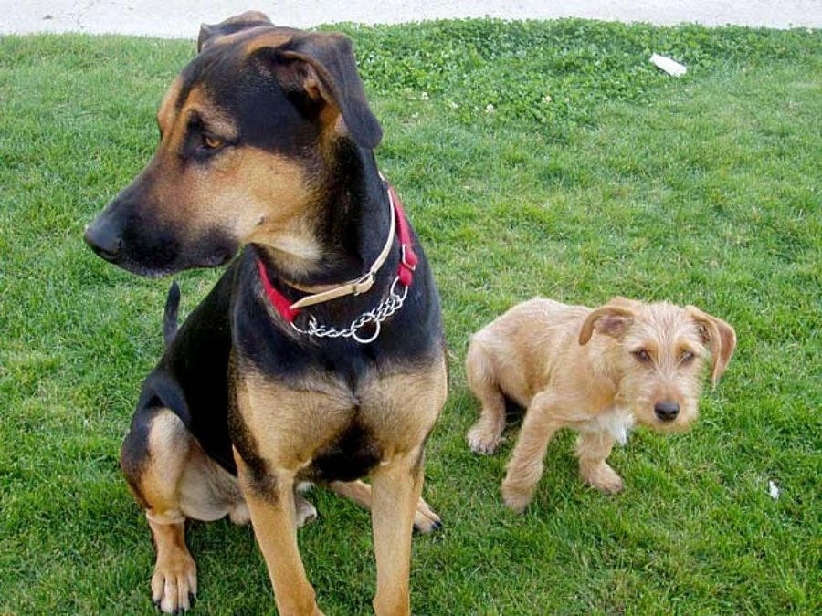 perro grande y perro pequeño