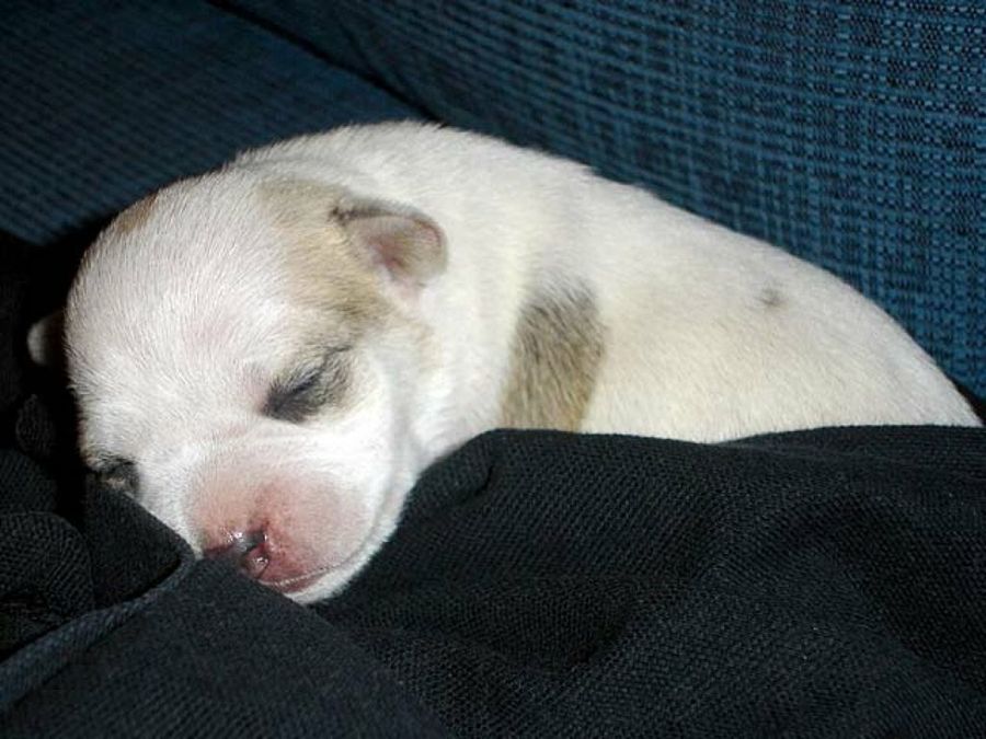 cachorro dormido