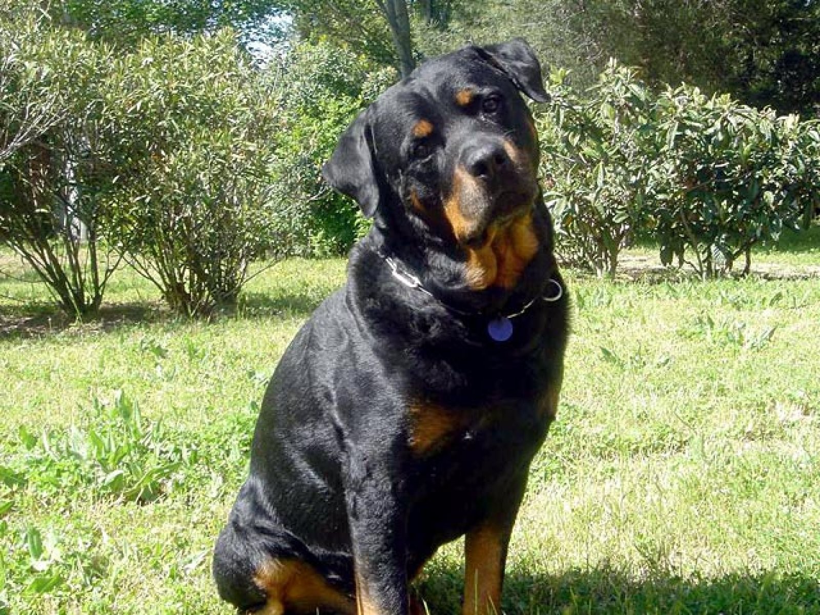 rottweiler adulto